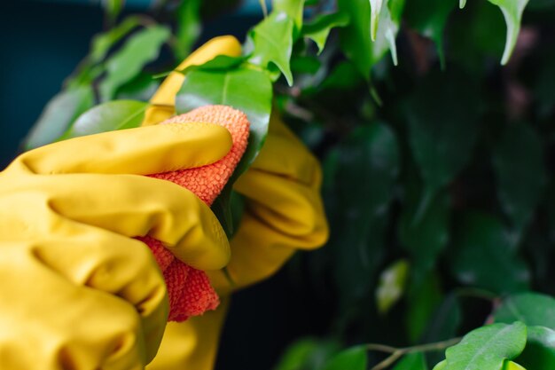 Une femme en gants jaunes essuie la poussière des feuilles Mise au point sélective Mise au point douce