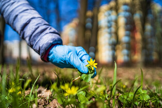 Femme en gants de médecine prenant les premières fleurs de printemps jaunes du sol Temps de quarantaine COVID19 et pandémie de coronavirus Mise au point sélective