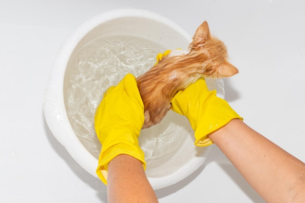 Une femme en gants tient un chaton au-dessus d'un bain lavant sa fourrure avec un anti-puces