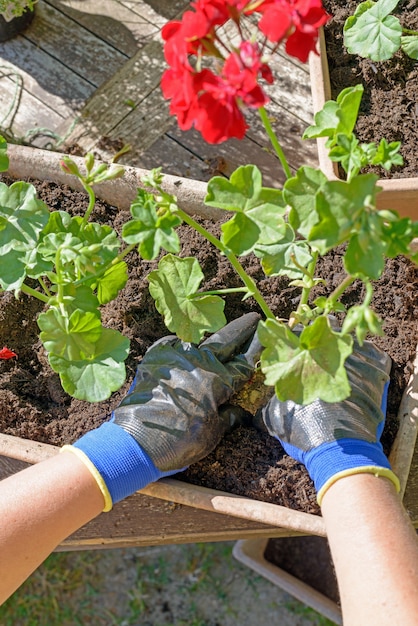 Femme homme plantant les géraniums pour jardin d'été