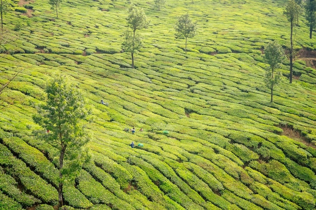 Femme indienne indigène travaillant dans les plantations de chai au Kerala Munnar