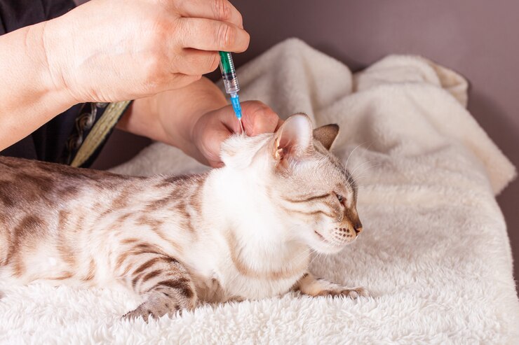 Femme injecte un chat du Bengale tigre blanc
