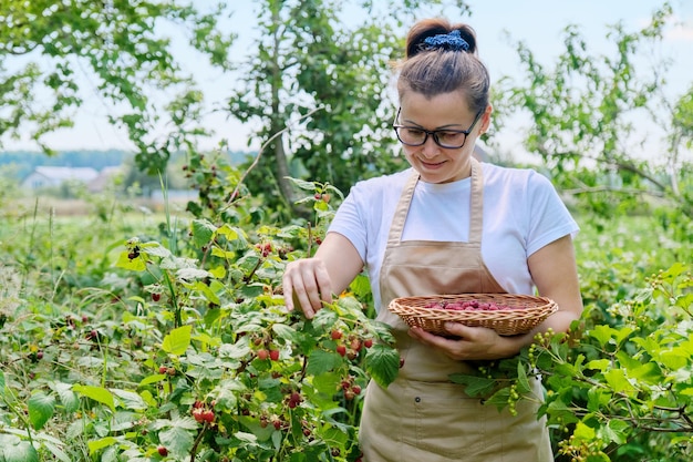 Femme de jardinier cueillant des framboises dans le jardin