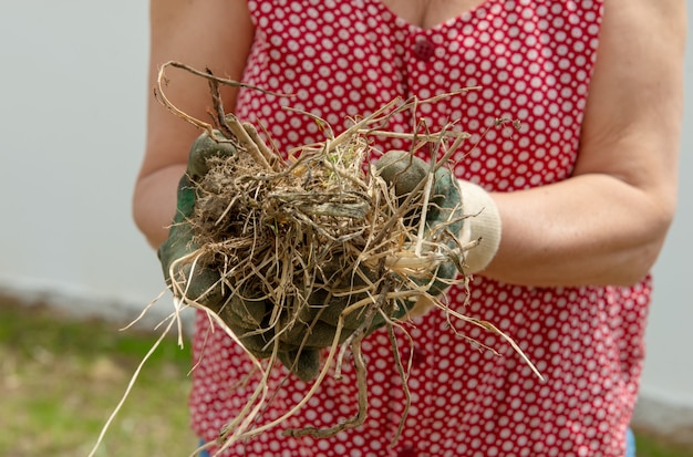 Femme jardinier enlever les mauvaises herbes sur la pelouse