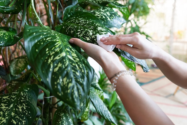 Femme jardinier mains essuyant la poussière des feuilles de la plante d'intérieur en prenant soin du passe-temps de la plante dieffenbachia