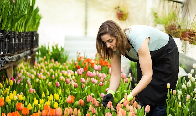 Femme jardinier avec des outils de jardin dans la serreFleuristes femme travaillant avec des fleurs dans une serre