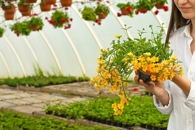 Femme jardinier prenant soin de la plante en fleurs fleur jaune gros plan Semis de fleurs à effet de serre Copier l'espace