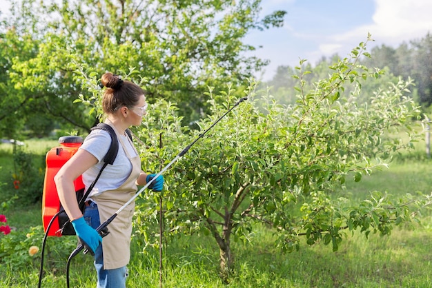 Femme jardinier pulvérisant des pommiers dans un verger de printemps