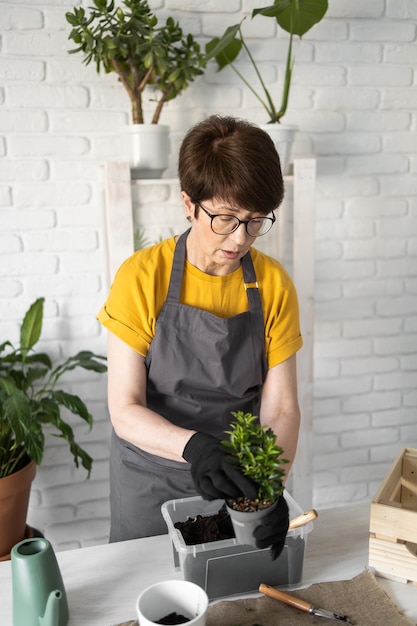 Femme jardinier transplantant des plantes d'intérieur dans des pots sur une table en bois Concept de jardin potager et prendre soin des plantes en pot de fleurs