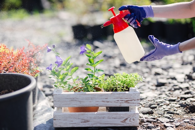 Une femme jardinière arrose des fleurs d'un pulvérisateur de jardin, photo en gros plan.