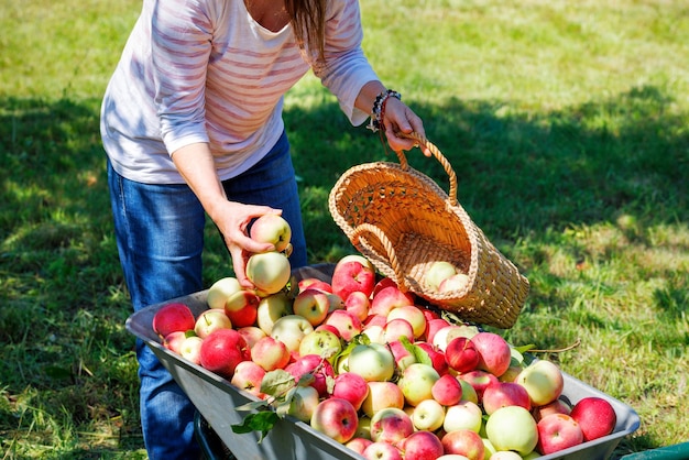 Photo une femme jardinière remplit un panier de paille de pommes juteuses mûres sur le fond d'une pelouse verte