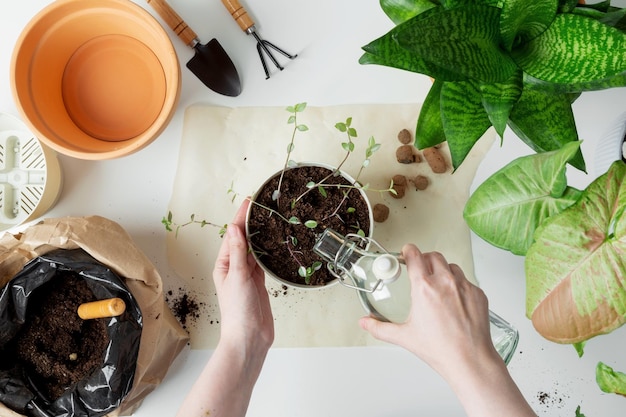 Femme jardiniers arrosant des plantes dans des pots de fleurs après la transplantation