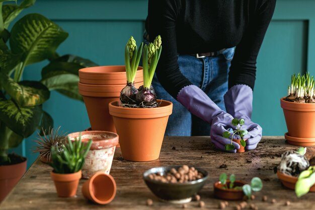 Femme jardiniers repiquage plante dans des pots en céramique sur la vieille table en bois. Concept de jardin potager.