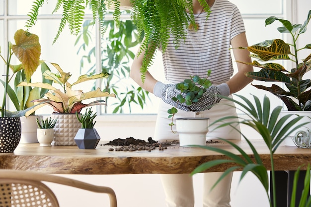 Femme jardiniers transplantant des plantes dans des pots en céramique sur la table en bois design. Concept de jardin familial. Temps de printemps. Intérieur élégant avec beaucoup de plantes. Prendre soin des plantes d'intérieur. Modèle.