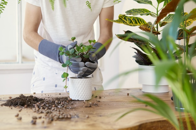 Femme jardiniers transplantant des plantes dans des pots en céramique sur la table en bois design. Concept de jardin familial. Temps de printemps. Intérieur élégant avec beaucoup de plantes. Prendre soin des plantes d'intérieur. Modèle.