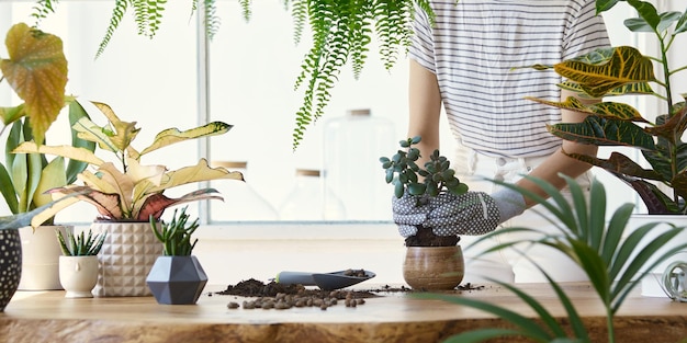 Photo femme jardiniers transplantant des plantes dans des pots en céramique sur la table en bois design. concept de jardin potager. temps de printemps. intérieur élégant avec beaucoup de plantes. prendre soin des plantes de la maison. modèle.