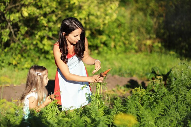 Une femme et une jeune fille récoltent des carottes dans un jardin.