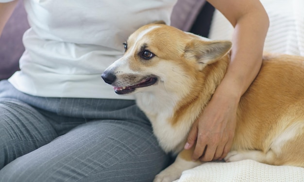 Une femme jouant avec son chien à la maison, un adorable corgi sur le canapé dans le salon.