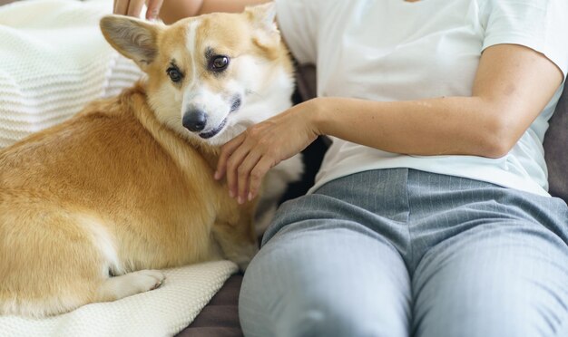 Une femme jouant avec son chien à la maison, un adorable corgi sur le canapé dans le salon.