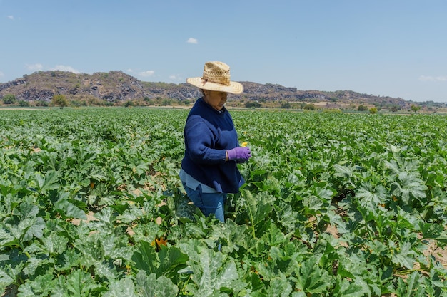 Femme latine récoltant des courgettes au mexique