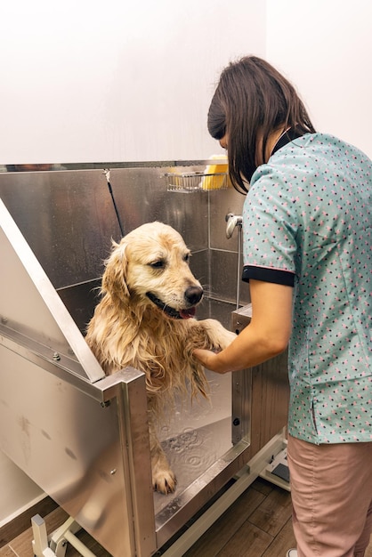 Femme lavant les cheveux du golden retriever