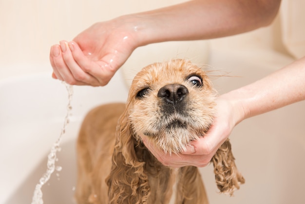 Femme lave la mousse d'un chien