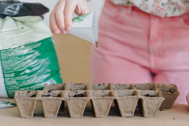 Femme main plantant des graines dans des pots de tourbe. Les premiers plants sont cultivés à partir de graines dans des caisses de la maison sur le rebord de la fenêtre.