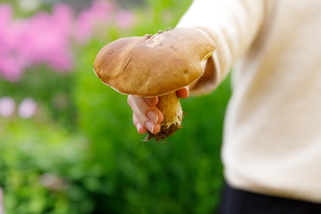 Femme main tenant des champignons comestibles crus avec capuchon brun Penny Bun en arrière-plan de la forêt d'automne. Récolte cueillette de gros cèpes en milieu naturel. Cuisiner un délicieux concept d'aliments biologiques.