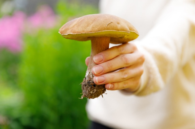 Femme main tenant des champignons comestibles crus avec une casquette brune Penny Bun dans une scène de forêt d'automne