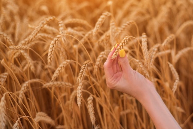 Femme main tenant l'épi de blé mûr. Bonne récolte. Naturel et écologique