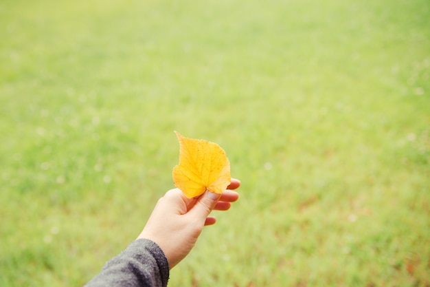 Femme main tenant une feuille jaune sur l&#39;herbe verte