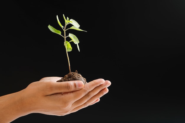 Femme main tenant une petite plante sur fond noir