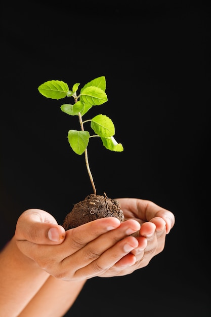 Femme main tenant une petite plante sur fond noir