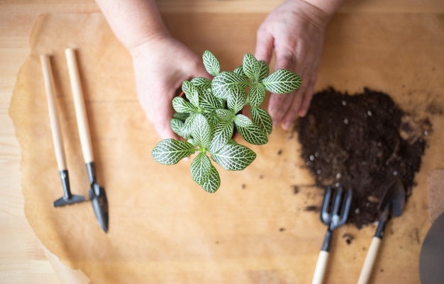 Une femme à la maison transplante des plantes fraîches