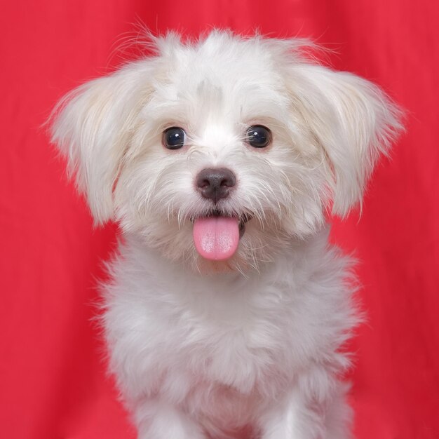 Une femme maltaise photoshoot studio de photographie d'animaux portrait portrait avec fond rouge et expression heureuse