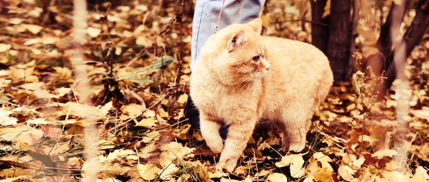 Femme marchant avec un gros chat roux en laisse dans le parc Mise au point sélective sur le chat Format bannière