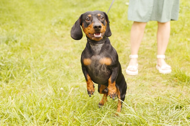 Une femme marche avec le chien en laisse sur le teckel du parc près des pieds d'une femme