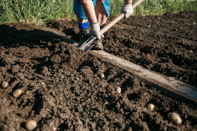 Femme mature plantant des pommes de terre dans son jardin