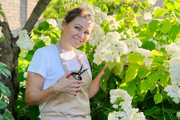 Femme mature souriante en tablier avec des sécateurs dans le jardin de l'arrière-cour près du buisson d'hortensias blancs en fleurs. Passe-temps et loisirs, jardinage, travail et affaires, espace de copie