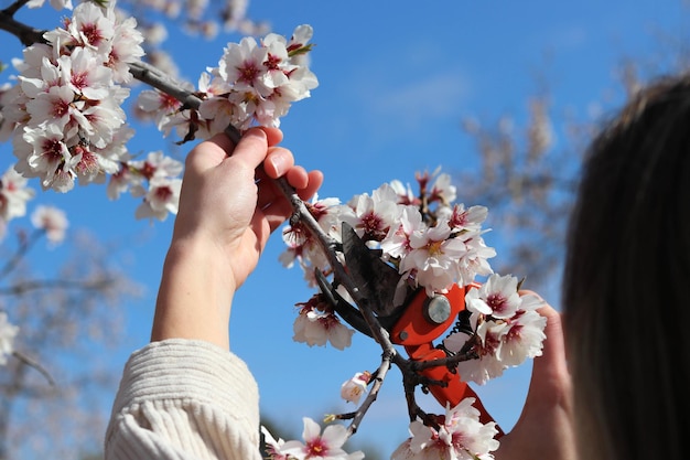 Femme méconnaissable taillant un cerisier en fleurs au printemps