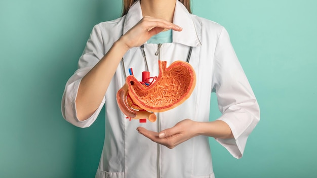 Femme médecin avec un stéthoscope tient un faux estomac dans les mains Concept d'aide et de soins