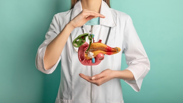 Femme médecin avec un stéthoscope tient le pancréas dans les mains Concept d'aide et de soins