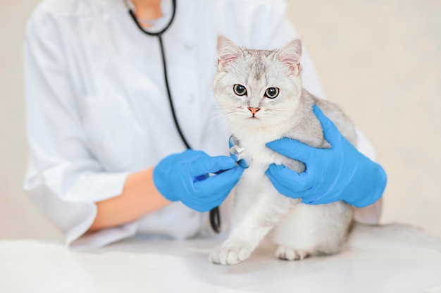 Femme médecin vétérinaire à l'aide d'un stéthoscope pour mignon chat chinchilla argent droit écossais