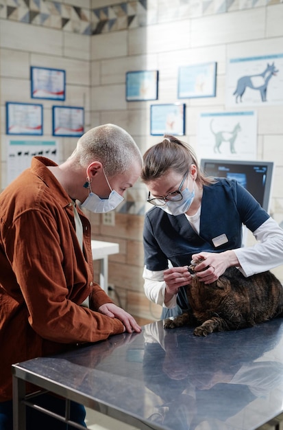 Femme médecin vétérinaire examinant le chat sur la table, elle ouvre la bouche et montre à la femme lors de leur visite à la clinique