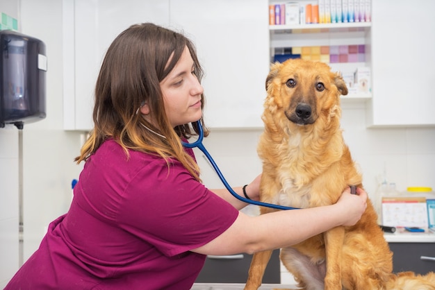 Femme médecin vétérinaire utilisant un stéthoscope pour un examen de chien mignon