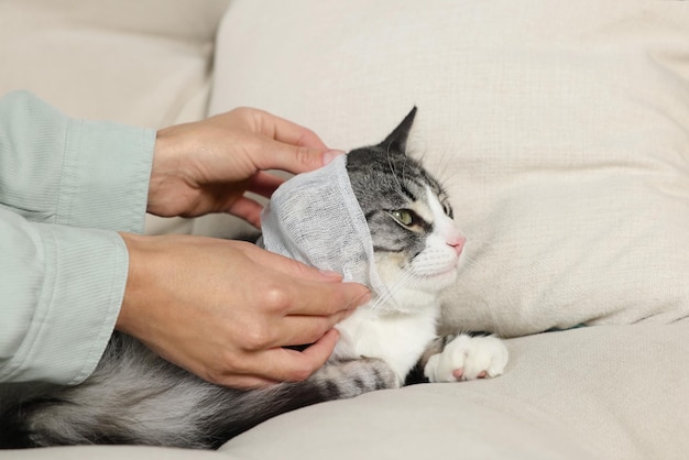 Femme mettant un bandage médical sur l'oreille du chat à l'intérieur en gros plan