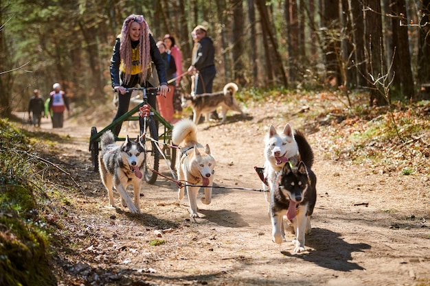 Femme musher monte sur un chariot à trois roues avec trois chiens de traîneau Husky de Sibérie dans le harnais sur la forêt