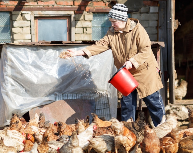 Femme nourrir les poulets sur un grain de ferme