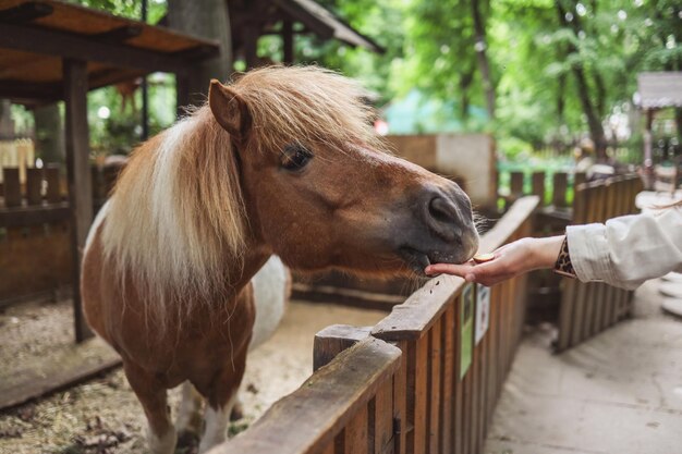 Une femme nourrit un cheval de ses mains au zoo Help Animals