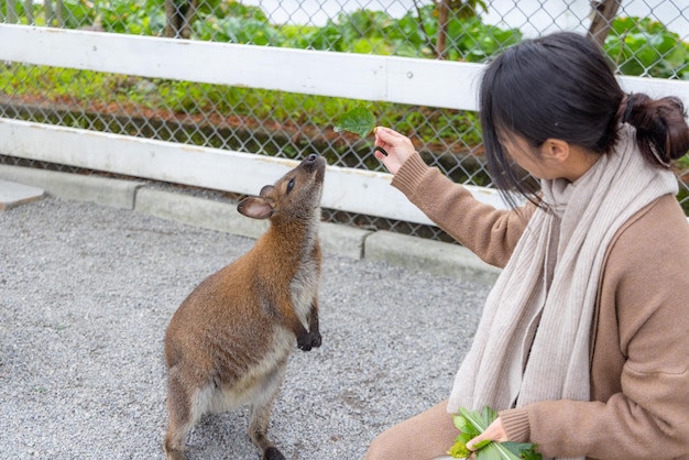 Une femme nourrit des kangourous au parc du zoo